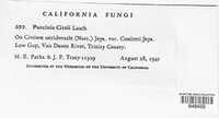 Puccinia cirsii image